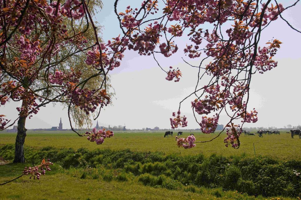 Hotelhuisjes Medemblik Виерингерверф Екстериор снимка